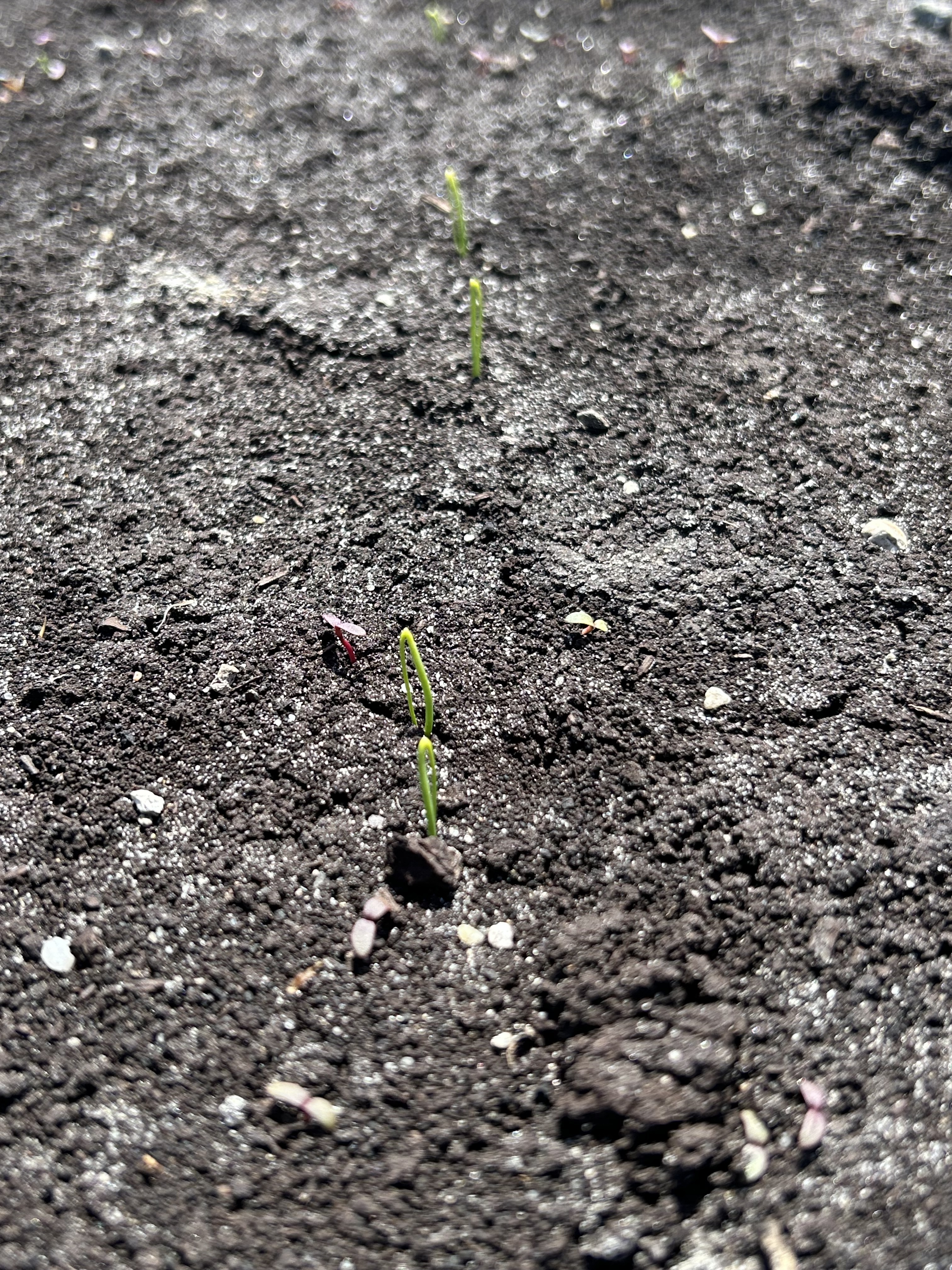 Loop stage of onion.